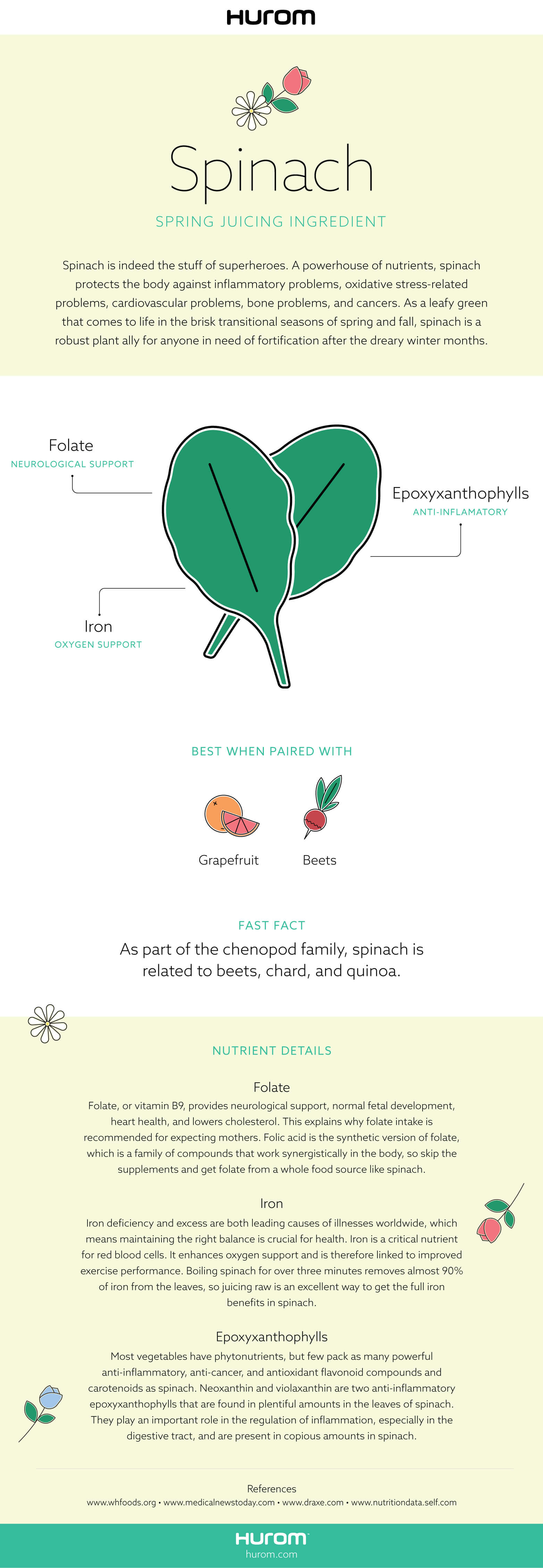 Spinach Infographic
